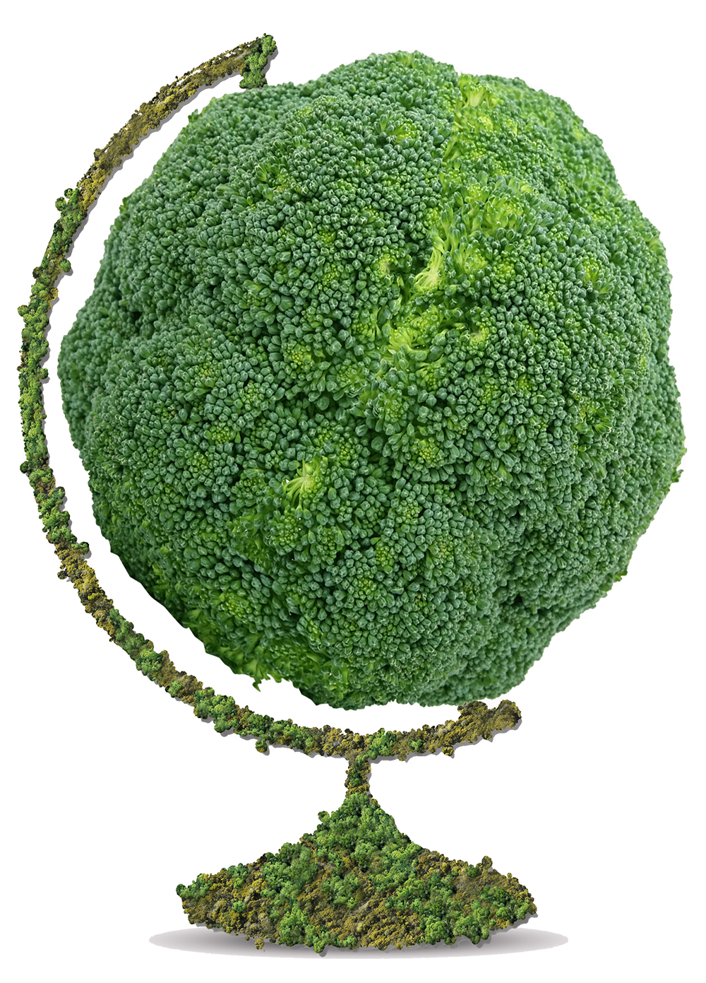 broccoli globe